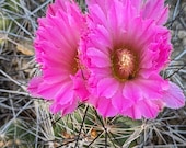 Artículos de esta tienda