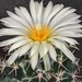 see more listings in the Cactus seeds section