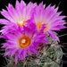 see more listings in the Cactus seeds section