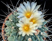 Artículos de esta tienda