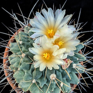 Thelocactus rinconensis var. lophothele, 20 sds