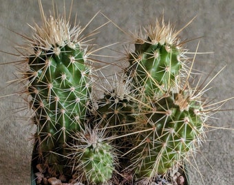 Echinocereus apachensis (5 stems)