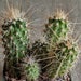 see more listings in the Cactus Plants section