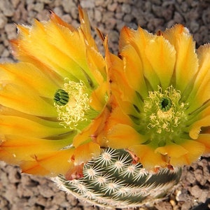 Echinocereus pectinatus ssp. ctenoides {Melchor Muzquiz, Coahuila, Mexico), 20 seeds