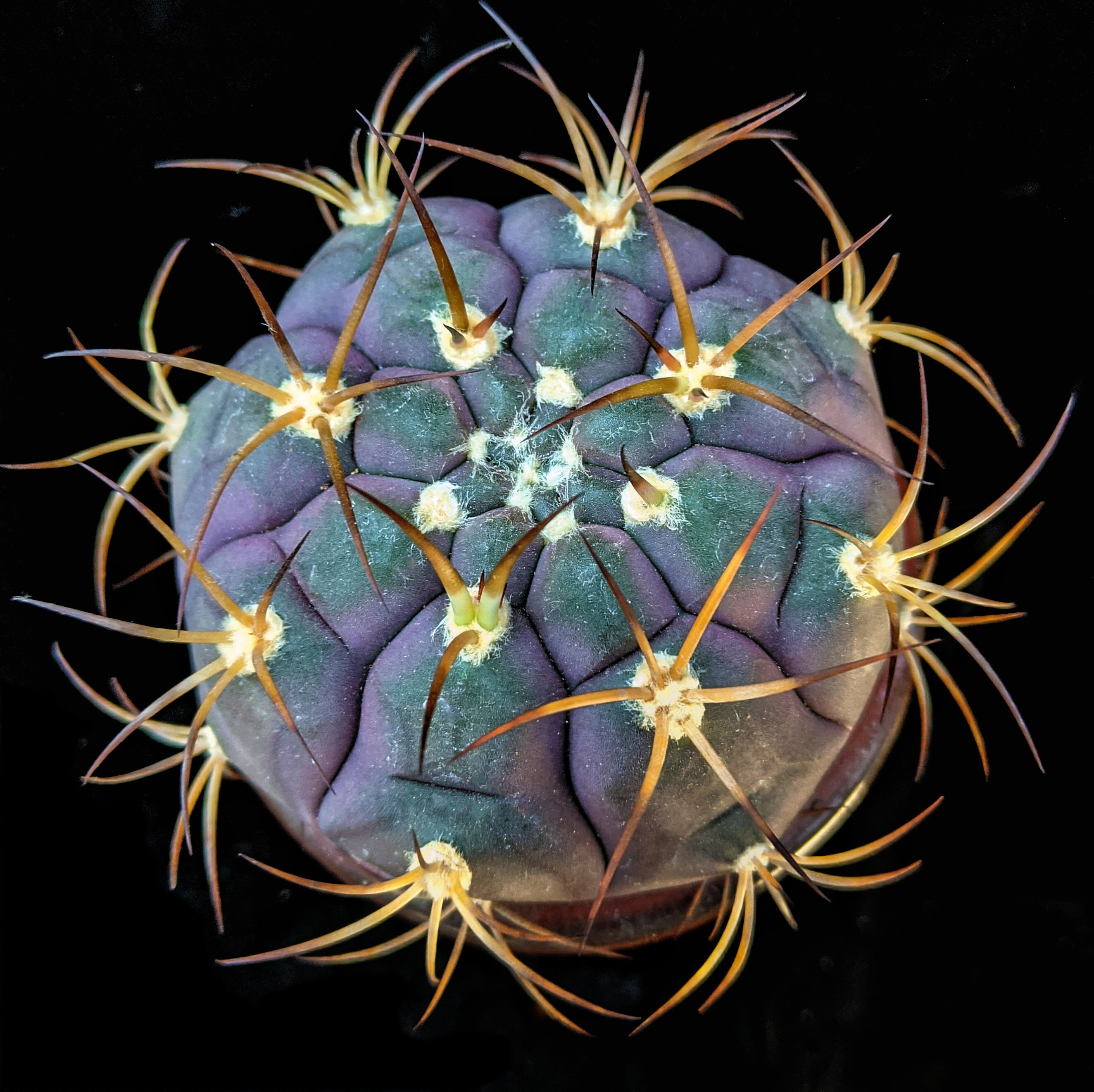 Gymnocalycium Pflanzii Var. Albipulpa, 20 Seeds - Etsy