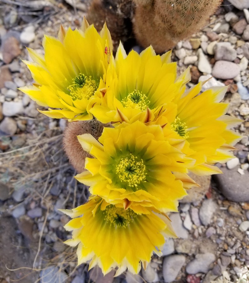 Echinocereus dasyacanthus yellow flower, Marathon, TX 20 seeds image 1