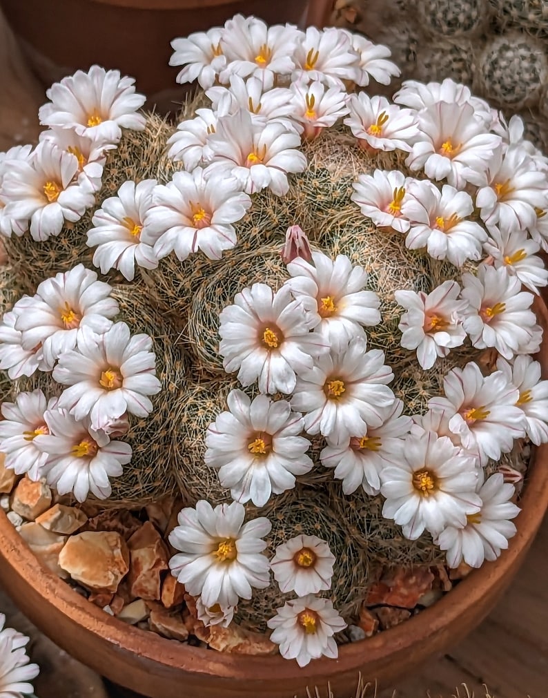 Mammillaria Lenta, 20 Seeds - Etsy