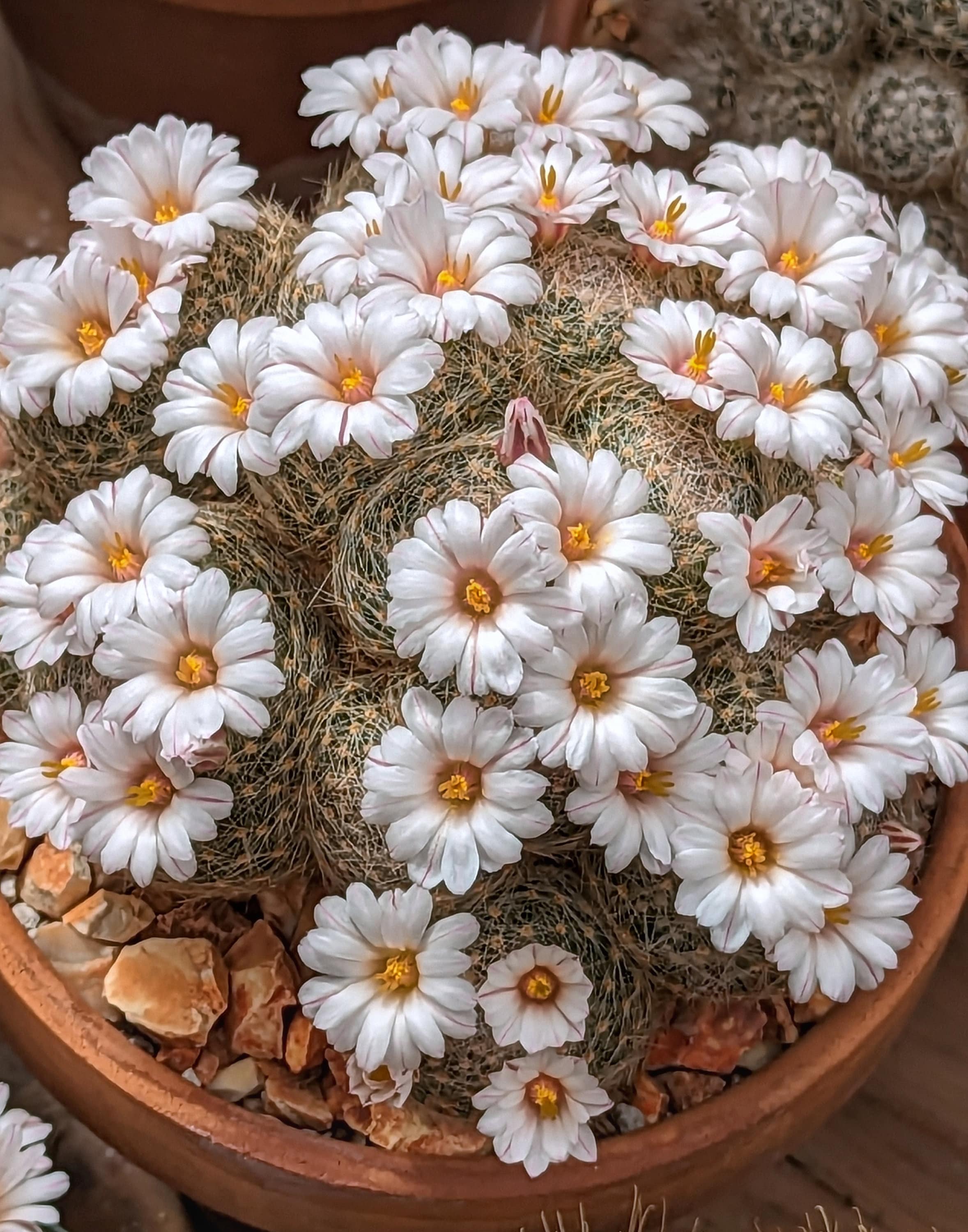 Mammillaria Lenta, 20 Seeds - Etsy Israel