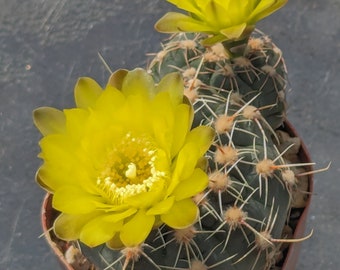 Gymnocalycium andreae, 2 stems