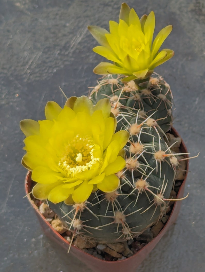 Gymnocalycium andreae, 2 stems image 1