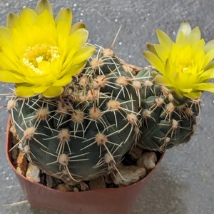 Gymnocalycium andreae, 2 stems image 2