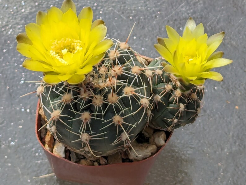 Gymnocalycium andreae, 2 stems image 2