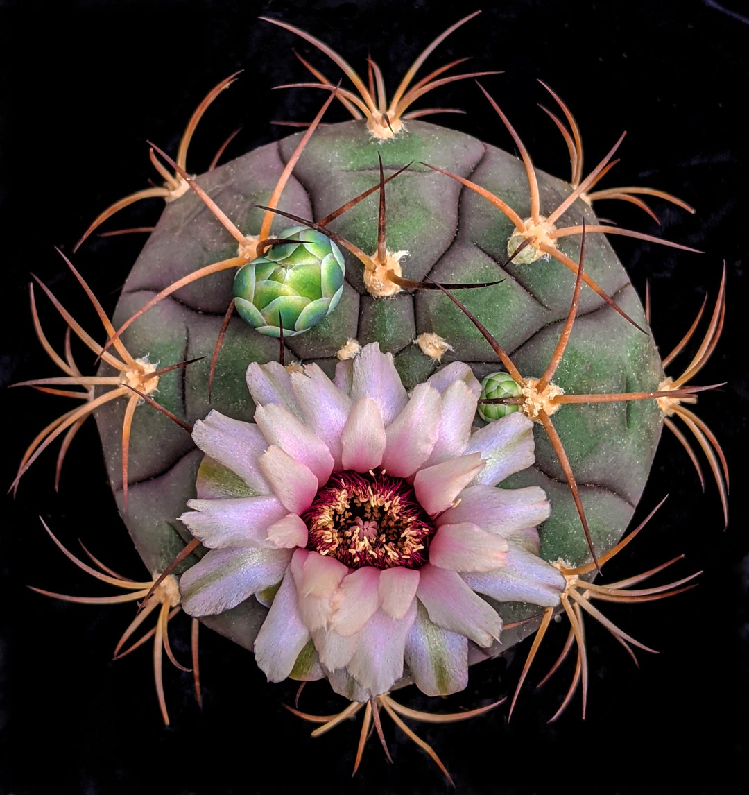 Gymnocalycium Pflanzii Var. Albipulpa, 20 Seeds - Etsy