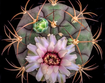 Gymnocalycium Taningaense Var. Lukasikii, 20 Seeds - Etsy