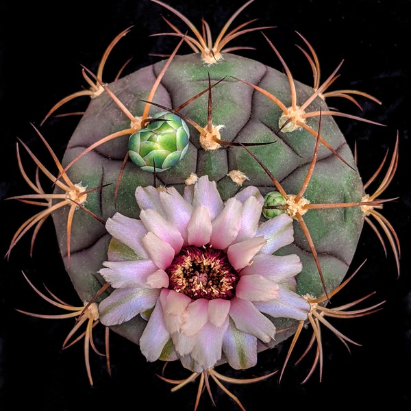 Gymnocalycium pflanzii var. albipulpa, 20 seeds