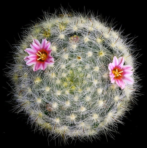 Mammillaria glassii, 20 seeds