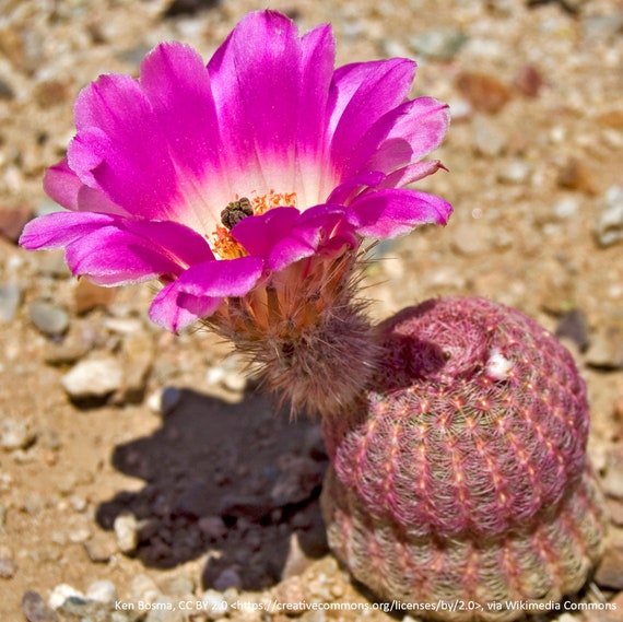 Echinocereus Rigidissimus, Whetstone Mountains, AZ, 20 Seeds - Etsy