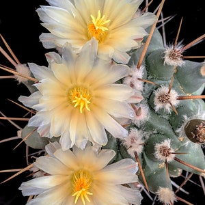 Thelocactus rinconensis var. lophothele, 20 sds image 2