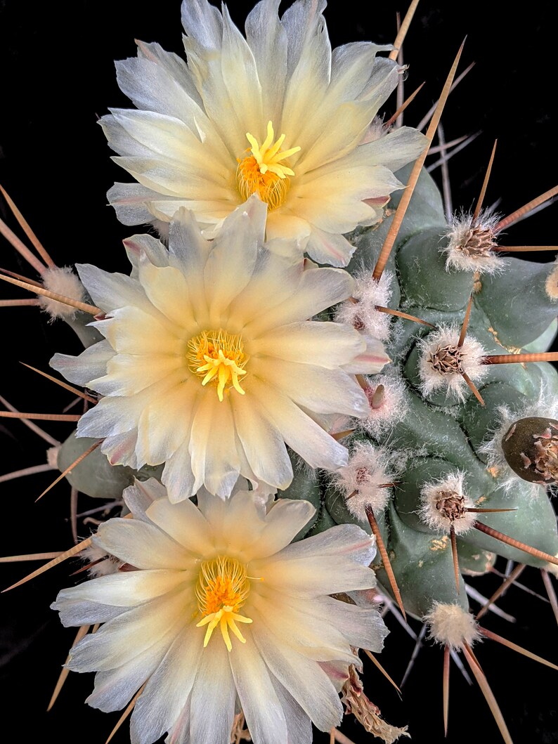 Thelocactus rinconensis var. lophothele, 20 sds image 2