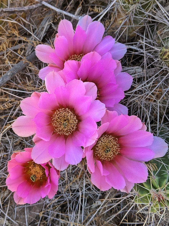 Buy Echinocereus Enneacanthus Ssp. Enneacanthus, 20 Seeds Online in India -  Etsy