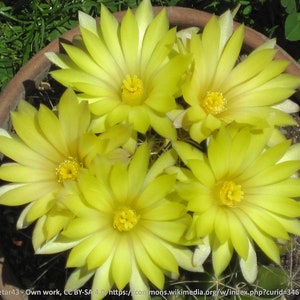 Mammillaria longimamma v. uberiformis, 20 seeds image 2