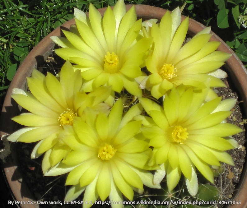 Mammillaria longimamma v. uberiformis, 20 seeds image 2