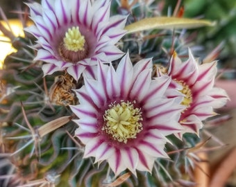 Echinofossulocactus lamellosus seeds, pkt of 20