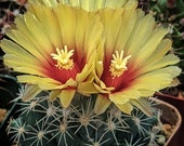 Artículos de esta tienda