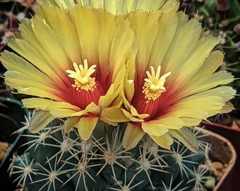 Coryphantha sulcata (Del Rio, TX),  20 seeds