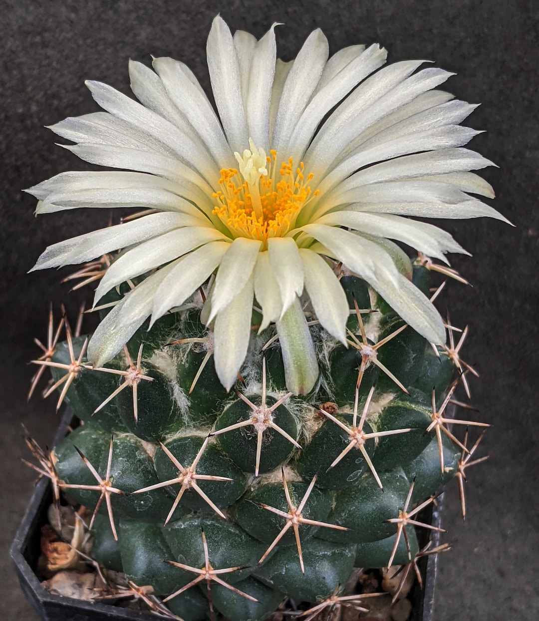 Coryphantha Maiztablasensis, 20 Seeds Etsy