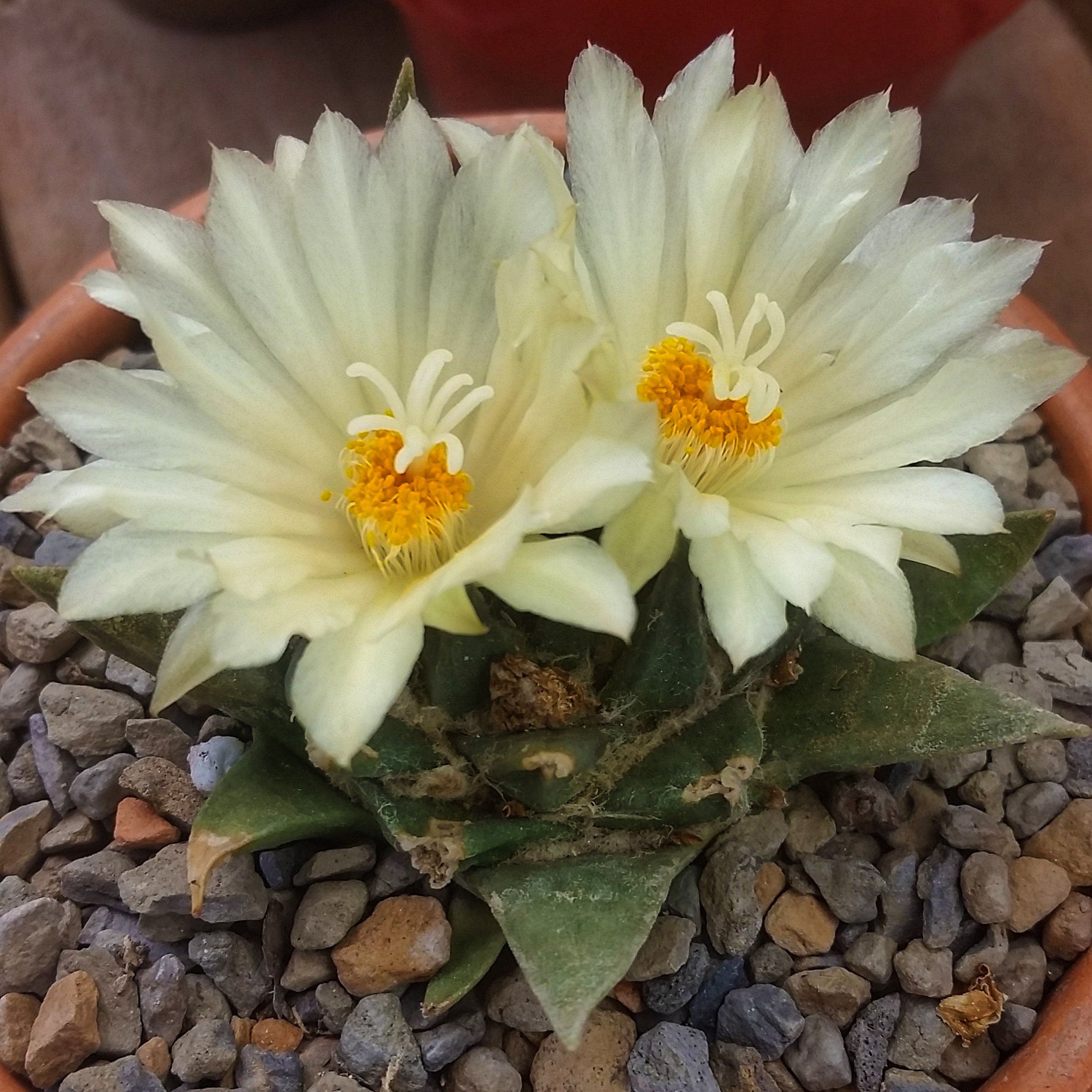 Ariocarpus trigonus v elongatus 100 cactus seeds Ariocarpus trigonus v elongatus 100 cactus seeds
