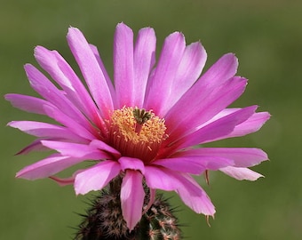 Echinocereus reichenbachii var. fitchii, 20 seeds