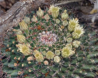 Mammillaria Theresae 2" Pot - Etsy
