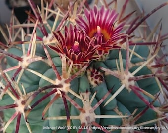 Glandulicactus mathssonii, pkt of 20 seeds