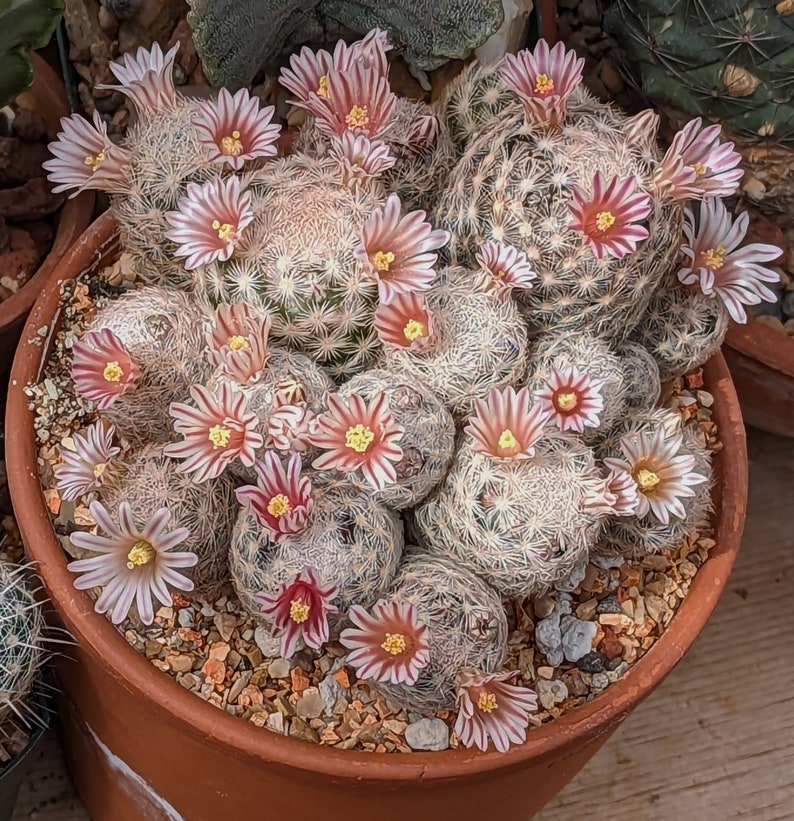 Mammillaria lasiacantha, 20 seeds image 2