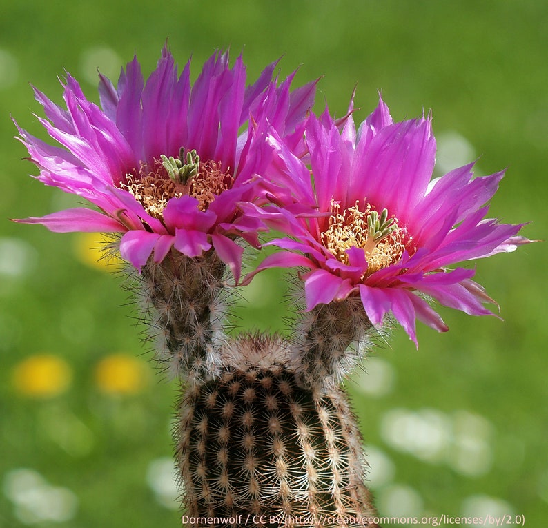 Echinocereus reichenbachii ssp. perbellus, 20 seeds image 1