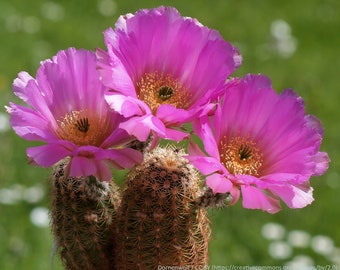 Echinocereus pamanesiorum, 20 seeds