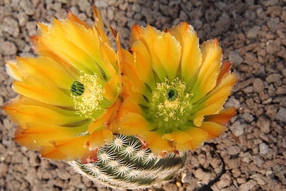 Echinocereus pectinatus ssp. ctenoides {Melchor Muzquiz, Coahuila, Mexico),  20 seeds
