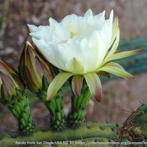 Cereus peruvianus (Cereus repandus), 20 seeds