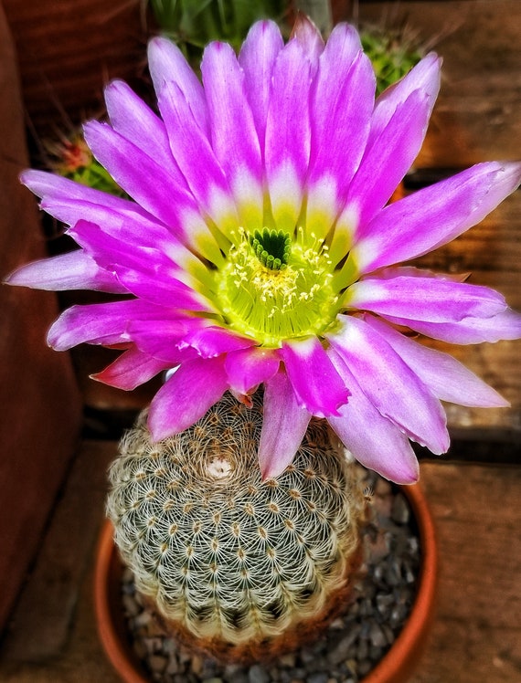 Echinocereus Pectinatus (juan Aldama, Zac.) DJF595, 20 Seeds - Etsy