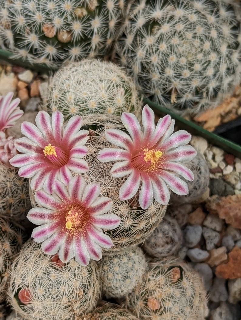 Mammillaria lasiacantha, 20 seeds image 3