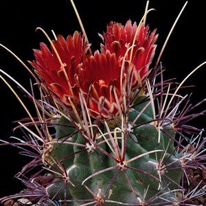 Glandulicactus uncinatus var. wrightii, 20 seeds