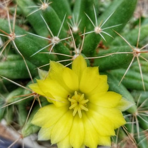 Mammillaria longimamma v. uberiformis, 20 seeds image 3