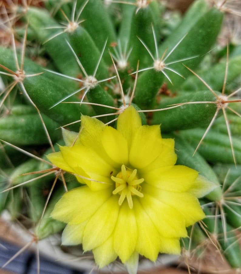 Mammillaria longimamma v. uberiformis, 20 seeds image 3