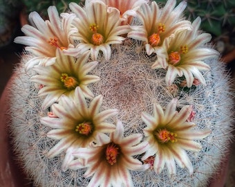 Mammillaria candida, 20 seeds