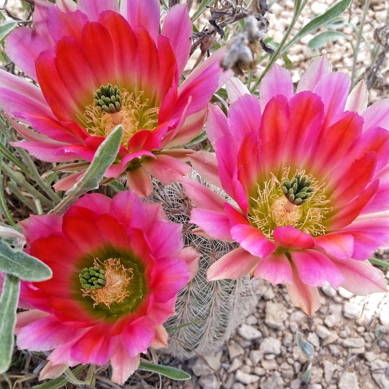 Echinocereus dasyacanthus pink, red, orange flowers, Pecos County, TX, 25 seeds image 3
