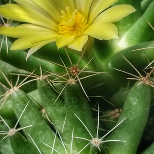 Mammillaria longimamma v. uberiformis, 20 seeds image 4