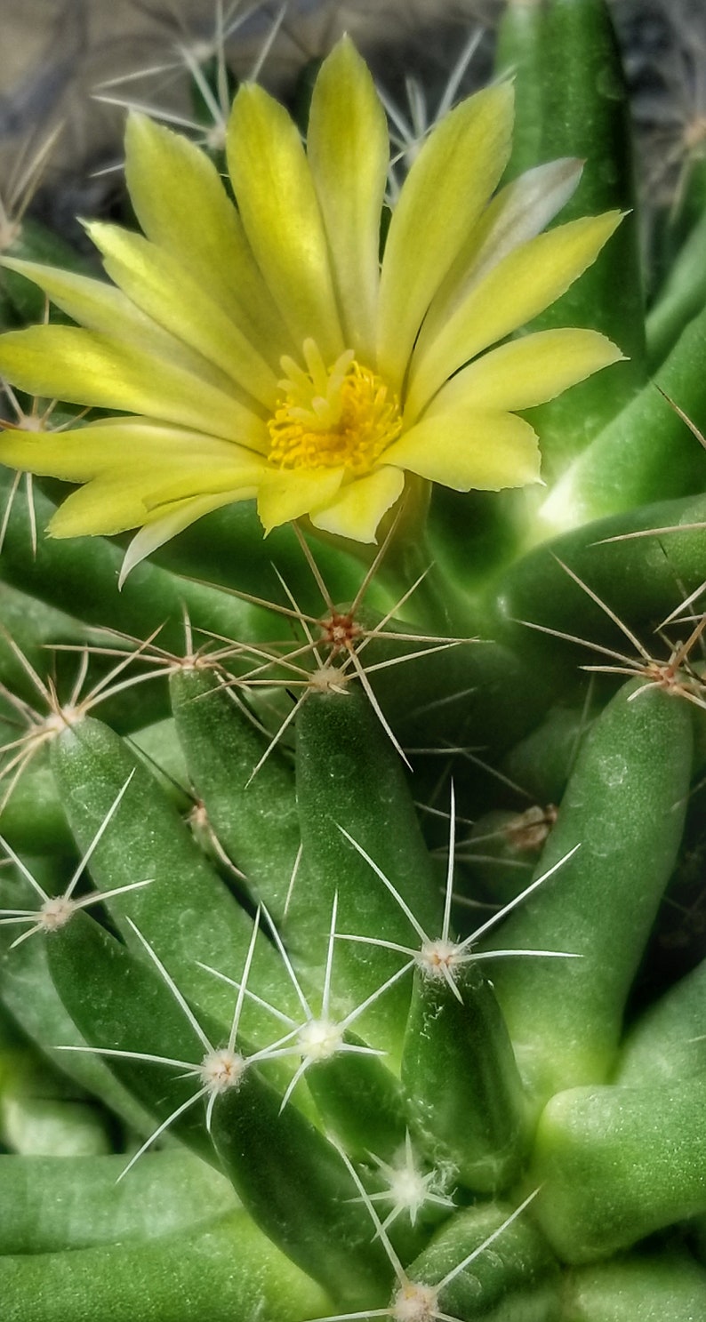 Mammillaria longimamma v. uberiformis, 20 seeds image 4