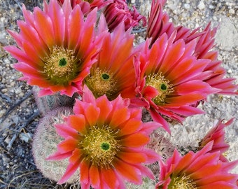 Echinocereus Metornii, 20 Seeds - Etsy