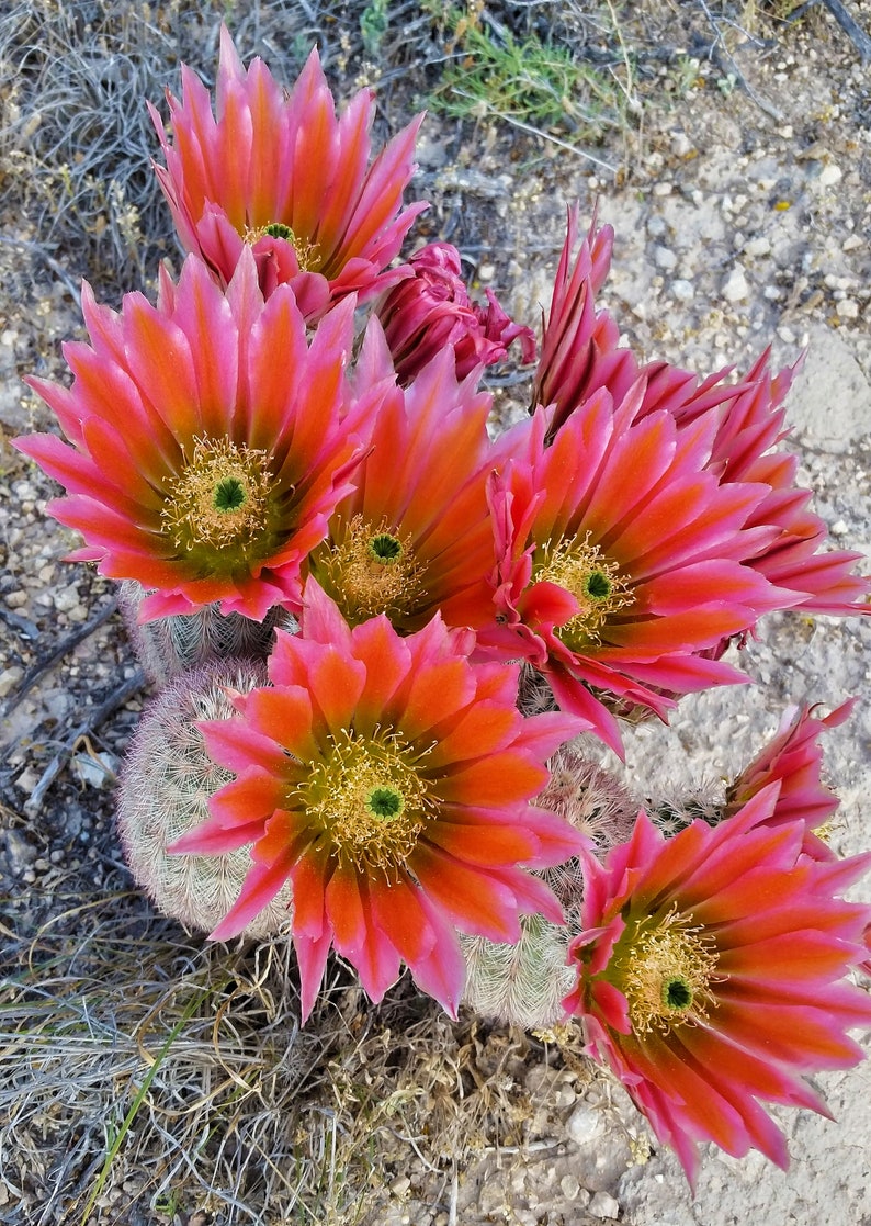 Echinocereus dasyacanthus pink, red, orange flowers, Pecos County, TX, 25 seeds image 1